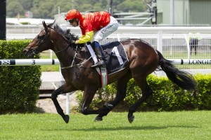 Hightail, above, ran into contention for the Magic Millions 2yo Classic at the Gold Coast with a win on the Kensington track at Randwick. Photo Steve Hart. 