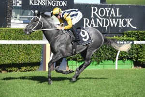 Nobu, above, is the favourite for the 2019 Queensland Derby at Eagle Farm. Photo by Steve Hart.