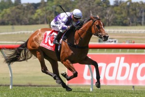 Cool Passion, above, has overcome a hoof problem and is ready to line up in the 2019 Robert Sangster Stakes at Morphettville. Photo by Ultimate Racing Photos.