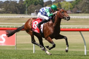 Apprentice Ben Allen, above, rides Junipal in the 2018 W.A. Guineas at Ascot in Perth. Photo by Ultimate Racing Photos.
