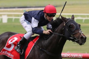 The Taj Mahal, above, is chasing back to back wins in the Zipping Classic at Sandown. Photo by Ultimate Racing Photos.