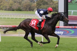 The Taj Mahal, above, is the favourite for the 2018 Zipping Classic at Sandown. Photo by Ultimate Racing Photos.