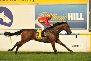 Malaguerra, above, is chasing his second win in the 2019 Australia Stakes at The Valley. Photo by Ultimate Racing Photos. 