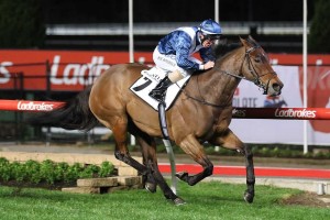 Viddora, above, will head to Perth to defend her title in the 2018 Winterbottom Stakes at Ascot. Photo by Ultimate Racing Photos.