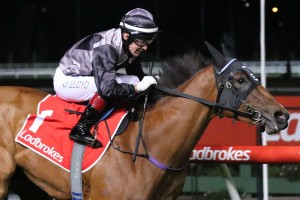 Kerrin McEvoy rode Houtzen, above, in a gallop in preparation for the 2019 King's Stand Stakes at Royal Ascot in England. Photo by Ultimate Racing Photos. 
