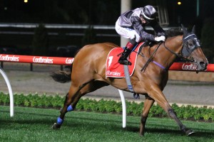 Gold Coast trained mare Houtzen, above, is set to line up in the 2019 King's Stand Stakes at Royal Ascot in England. Photo by Ultimate Racing Photos.