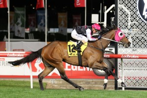 Runson, above, has drawn the outside barrier in the 2018 Winterbottom Stakes at Ascot in Perth. Photo by Ultimate Racing Photos.