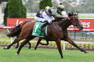 Yes Yes Yes, above, will be having his first start for the Chris Waller stable in the Todman Stakes at Randwick. Photo by Ultimate Racing Photos.