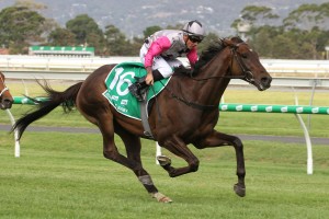 Surprsie Baby, above, is among the nominations for the 2020 Melbourne Cup at Flemington. Photo by Jenny Barnes.