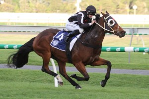 Jungle Edge, above, is among the nominations for the 2020 Bletchingly Stakes at Caulfield. Photo by Jenny Barnes.