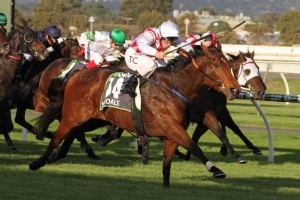 Shoals, above, will clash again with her stablemate Santa Ana Lane in The Everest at Randwick. Photo by Jenny Barnes.