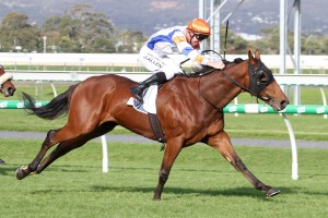 Game Keeper, above, will kick off his 2020 Caulfield Cup campaign in the Aurie's Star Handicap at Flemington. Photo by Jenny Barnes.