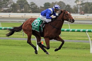 Qafila, above, races away to score a comfortable win in the 2019 South Australian Derby at Morphettville. Photo by Jenny Barnes. 