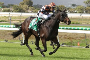 She Shao Fly, above, is among the nominations for the 2020 Bletchingly Stakes at Caulfield. Photo by Jenny Barnes.  