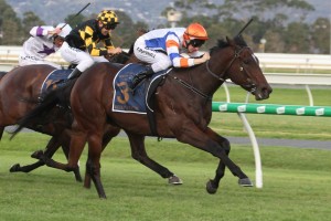 The Goodwood winner, Despatch, above, heads to Brisbane for the 2019 Stradbroke Handicap at Eagle Farm Photo by Jenny Barnes.
