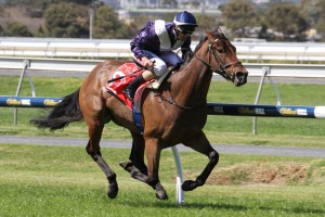 Joe Bowditch, above, rides Heart Of A Lion in the Kensington Stakes at Flemington. Photo by Jenny Barnes.