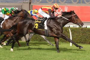 Peaceful State, above, is one of two Darren Weir trained runners in the 2018 Railway Stakes at Ascot in Perth. Photo by Jenny Barnes.
