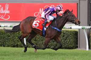 Moss 'N' Dale, above, is ready to step up to Group 1 company in the 2019 C.F. Orr Stakes at Caulfield. Photo by Jenny Barnes.