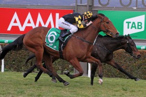 Behemoth, above, is the winner of the 2020 Memsie Stakes at Caulfield. Photo by Jenny Barnes.