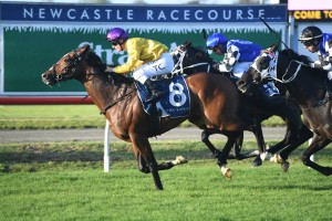 Hush Writer, above, was able to hold off all the challengers to win the 2019 Newcastle Gold Cup at Newcastle. Photo by Steve Hart. 