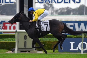 Cellsabeel, above, has been scratched from the Inglis Millennium at Warwick Farm. Photo by Steve Hart.