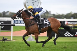 Master Of Wine, above, is the early favourite for the 2020 Caulfield Cup at Caulfield. Photo by Steve Hart. 