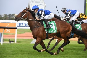 Big Duke, above, is set to back up in the Caloundra Cup at the Sunshine Coast. Photo by Steve Hart.