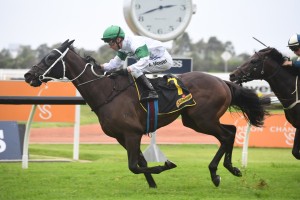 Seaway, above, might be set for the Epsom Handicap after winning the Winter Challenge at Rosehill. Photo by Steve Hart. 