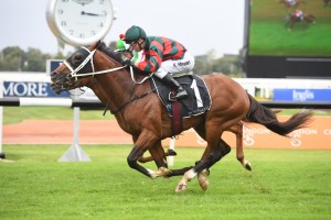 The Autumn Sun, above, is the odds on favourite fo9r the 2019 Randwick Guineas at Randwick. Photo by Steve Hart. 