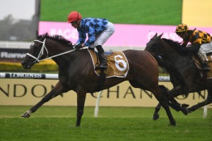 Funstar, above, scores a nice win in the wet in the Phar Lap Stakes at Rosehill. Photo by Steve Hart.