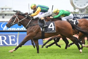 Easy Eddie, above, will head to The Galaxy after winning the Maurice McCarten Stakes at Rosehill. Photo by Steve Hart. 