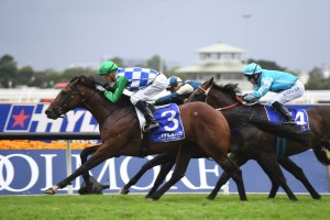 Fifty Stars,above, races into the Doncaster Mile with a win in the Ajax Stakes at Rosehill. Photo by Steve Hart. 