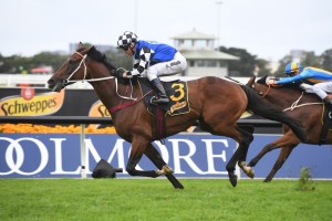 Red Cardinal, above, will head to the 2019 Sydney Cup after winning the Sky High Stakes at Rosehill. Photo by Steve Hart.