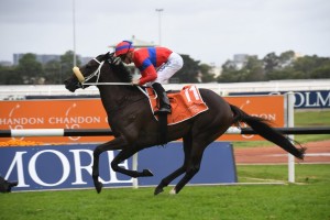 Verry Elleegant,. above, is the favouriite for the 2019 Vinery Stud Stakes at Rosehill. Photo by Steve Hart. 