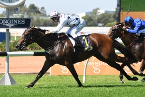 Sunlight, above, will take on the colts in the Coolmore Stud Stakes at Flemington. Photo by Steve Hart.