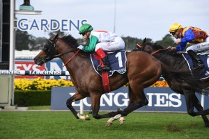 Castelvecchio, above, scores a classy win in the 2020 Rosehill Guineas at Rosehill. Photo by Steve Hart.