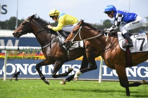 Mugatoo, above in the blue colours, running second to Young Rascal in the N E Manion Cup is set to back up in the Tancred Stakes at Rosehill. Photo by Steve Hart.