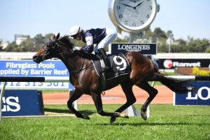 Midterm, above, will now head towards the 2019 Sydney Cup after a tough win in the N E Manion Cup at Rosehill. Photo by Steve Hart.