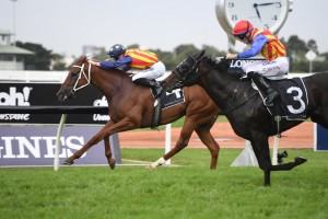 Nature Strip, the chestnut on the inside, holds on to score the narrowest of wins in the 2019 Galaxy at Rosehill. Photo by Steve Hart.