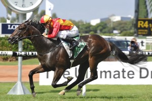 Malaguerra, above, will wear blinkers in the 2018 Winterbottom Stakes at Ascot in Perth. Photo by Steve Hart.