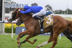 Cascadian, above, scores a narrow win in the Doncaster Prelude at Rosehill. Photo by Steve Hart.