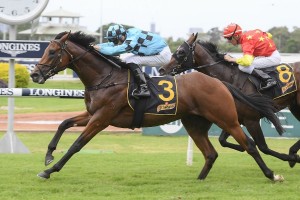 Holyfield, above, scores a tough win in the Schweppervesence T Rosehill. Photo by Steve Hart. 