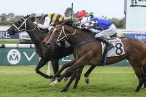 Night's Watch, above with white sleeves and white cap, scores a narrow win in the Neville Sellwood Stakes at Rosehill. Photo by Steve Hart.