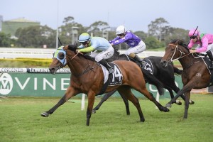 Positve Peace, above, made it five wins on the trot with her win in the Emancipaion Stakes at Rosehill. Photo by Steve Hart.  