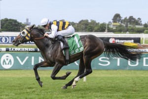 Quick Thinker, above, heads to the Australian Derby after winning the Tulloch Stakes at Rosehill. Photo by Steve Hart.