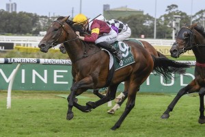 Shout The Bar, above, scores an all the way win in the Vinery Stud Studs at Rosehill. Photo by Steve Hart.