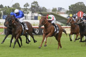 Vegadaze, above in white colours, out plugged his rivals to win the Star Kingdom Stakes at Rosehill. Photo by Steve Hart.