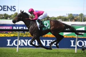 Australian Derby hopeful Madison County finished second to Angel Of Truth, above, in the  Tulloch Stakes at Rosehill. Photo by Steve Hart. 