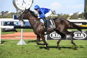 Avilius, above, is the favourite for the 2019 Winx Stakes at Randwick. Photo by Steve Hart.