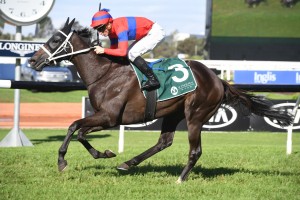 Verry Elleegant, above, is one of four runners for the trainer Chris Waller in the 2019 Winx Stakes at Randwick. Photo by Steve Hart.